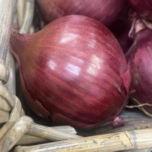 Large Red Onion, Each